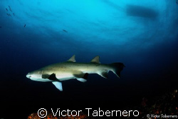 Shark Ambient by Victor Tabernero 
